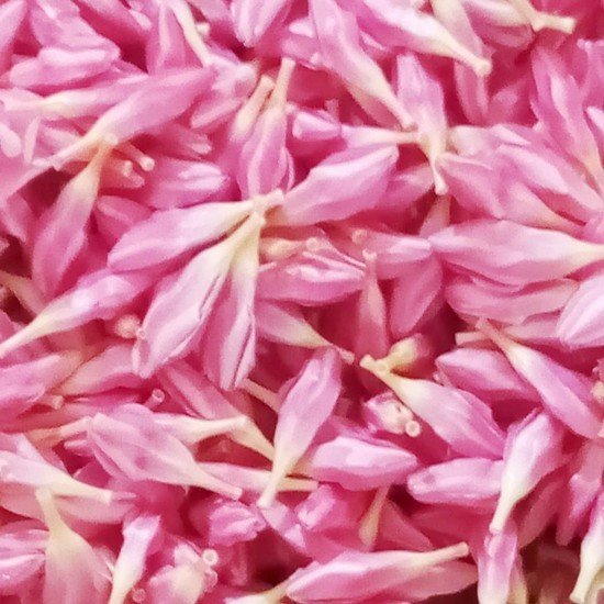 Oleander Flower